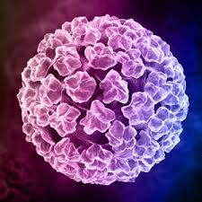 HPV: útmutató férfiaknak - Papillor